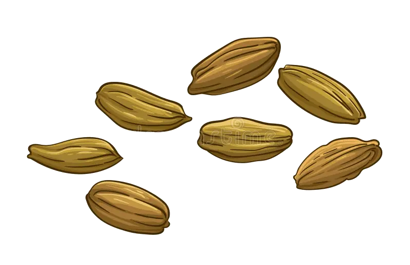 carrot seed
